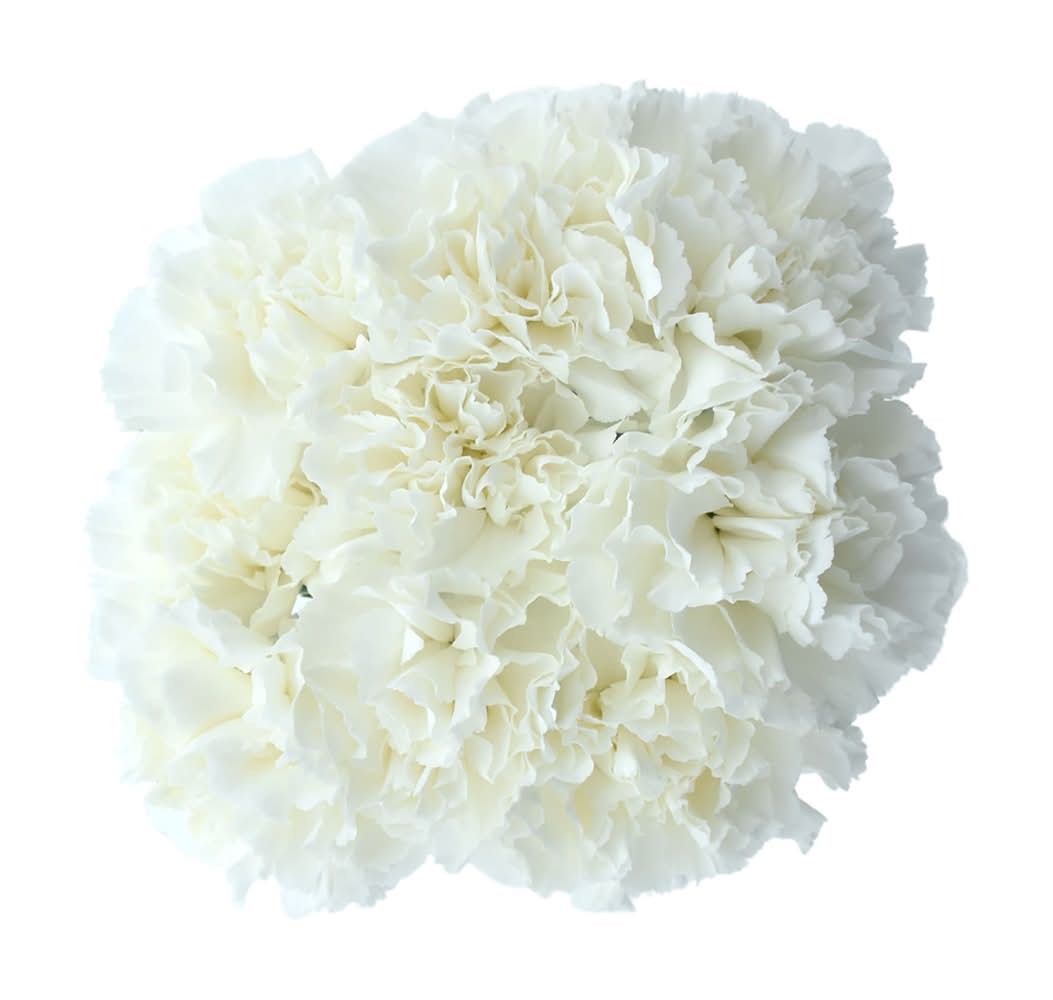 Dierbergs Flowers & Gifts Carn & Mini Carnation Bouquet (1 ea)