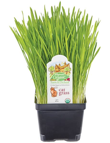 Wegmans Organic Farm & Orchard Cat Grass