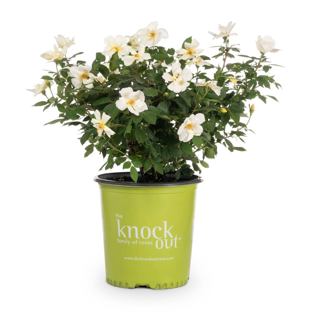 Lowe's Sunny Knock Out Rose Shrub in 2 -Gallon | 71392