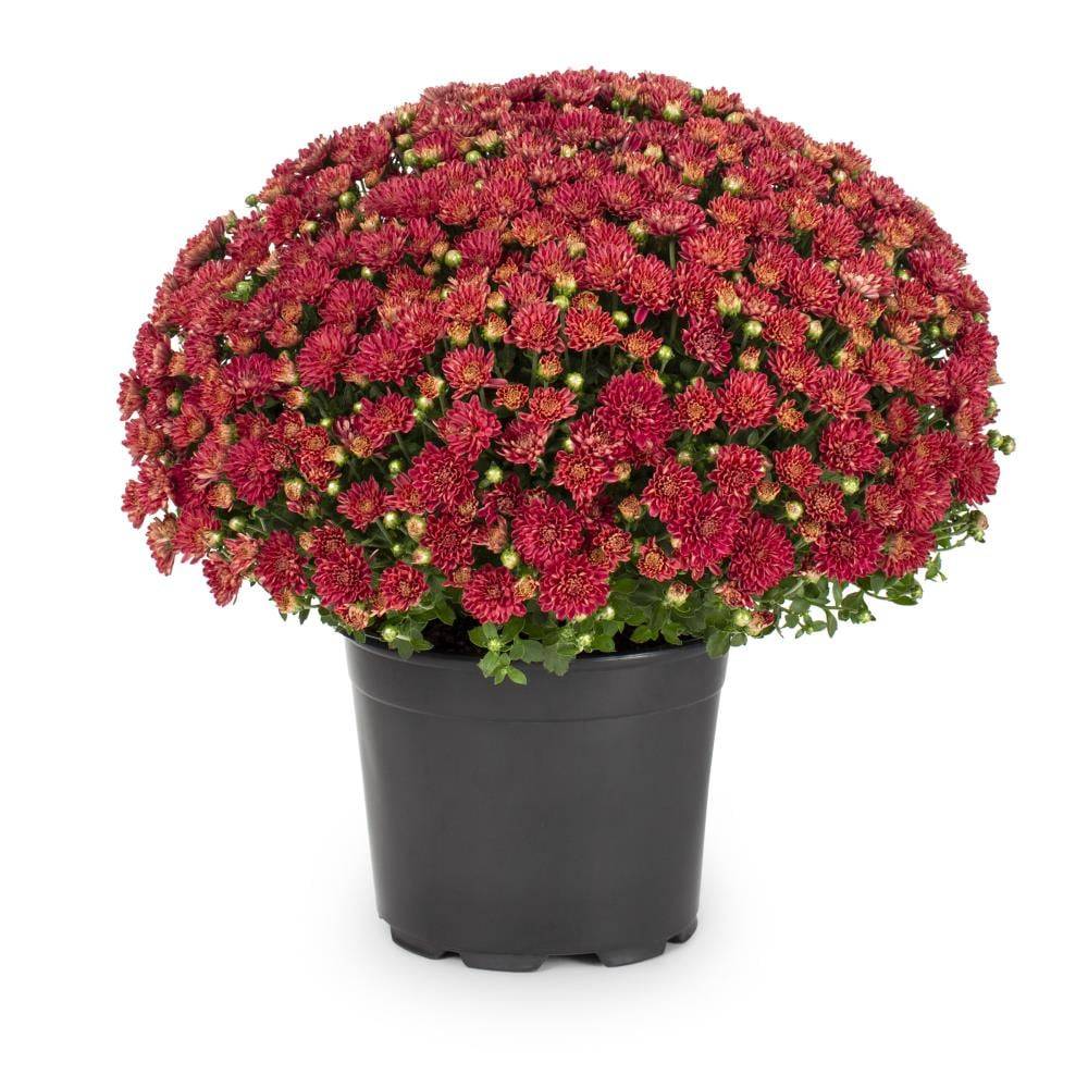 Lowe's Red Mum in 3-Quart Pot | NURSERY