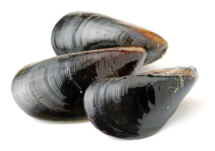 Fresh American Mussels - 10 lbs (5 Units per Case)