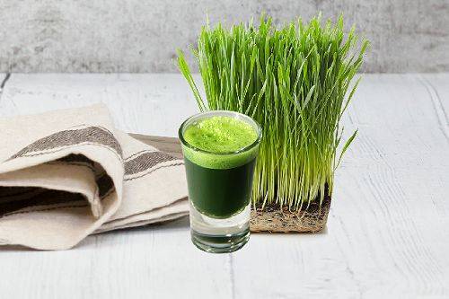 Wheatgrass Shot 小麦果汁