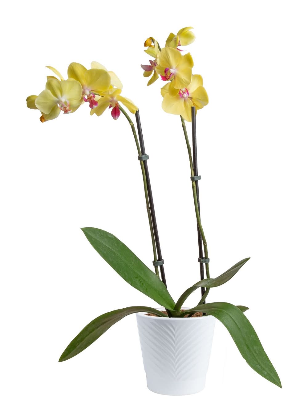 Costa Farms Multicolor Specialty Orchids House plant in 1.68 Pint(s) Planter 1 -Pack