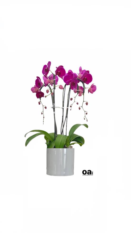 Orchids Arrangements Inc