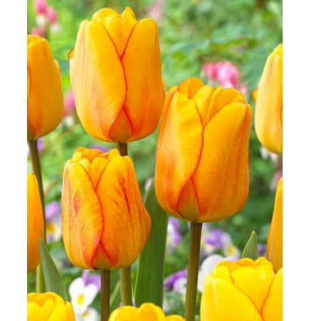 TASC Tulip Darwin Hybrid Blushing Apeldoorn Flower Bulbs (8 ct)