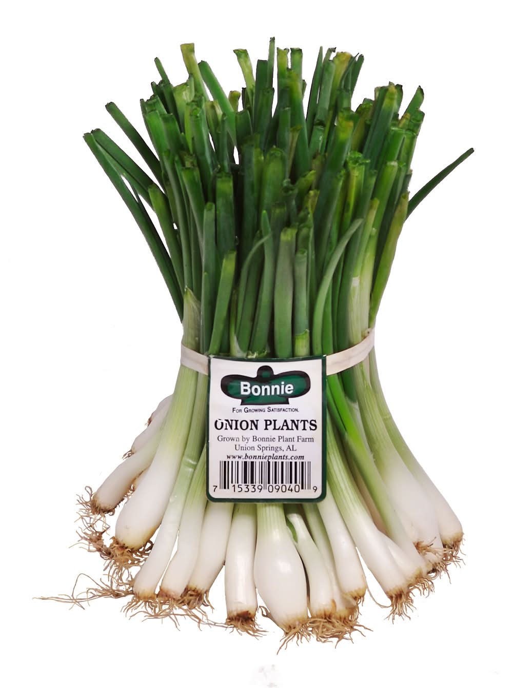 Bonnie Plants Bonnie Plants Yellow Granex Onion Bunches Live Plant