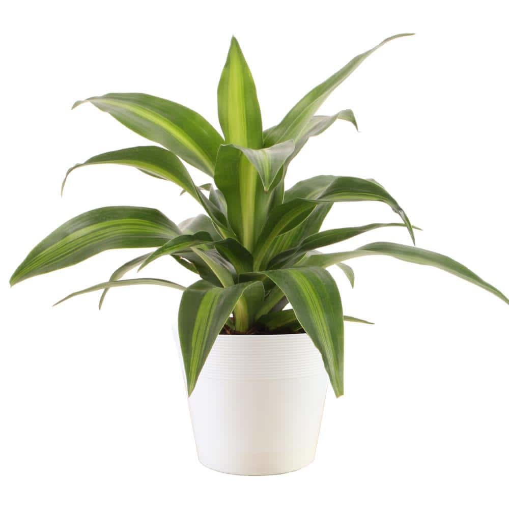 house plant automatic watering system 52Pi Plant Watering Kit with Arduino UNO R4 WiFi, Automatic Irrigation   52Pi Store
