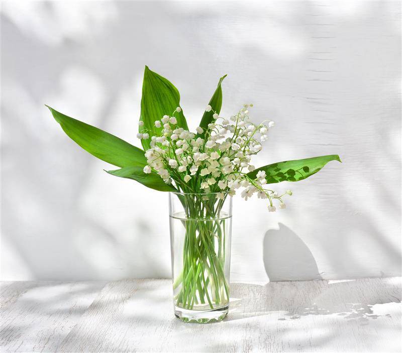 Brins de Muguet