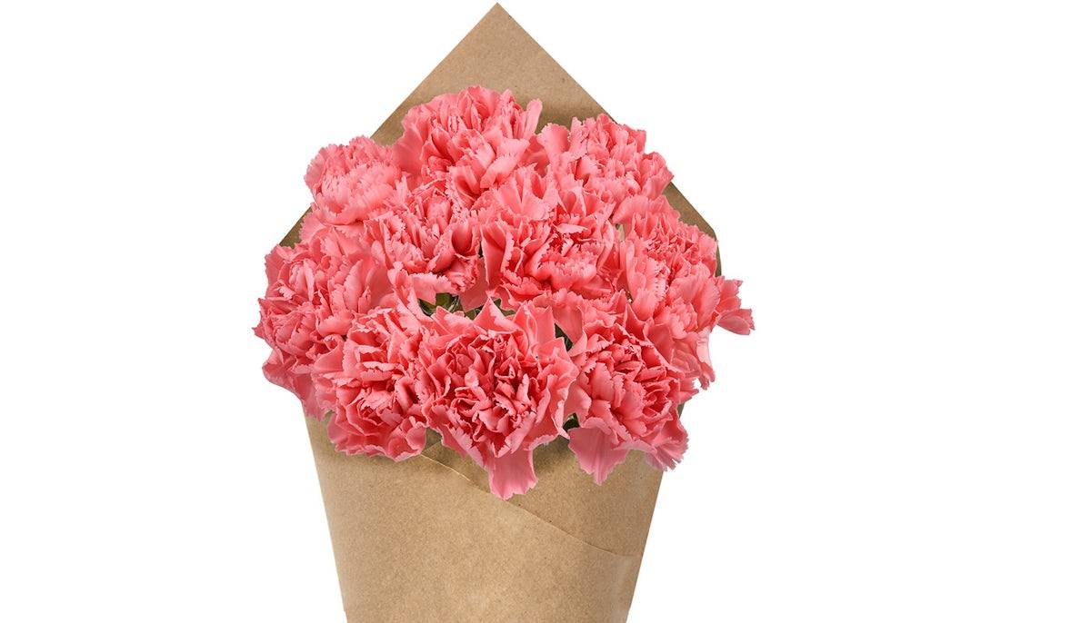 Carnation Bunch - Pink, 10 stem