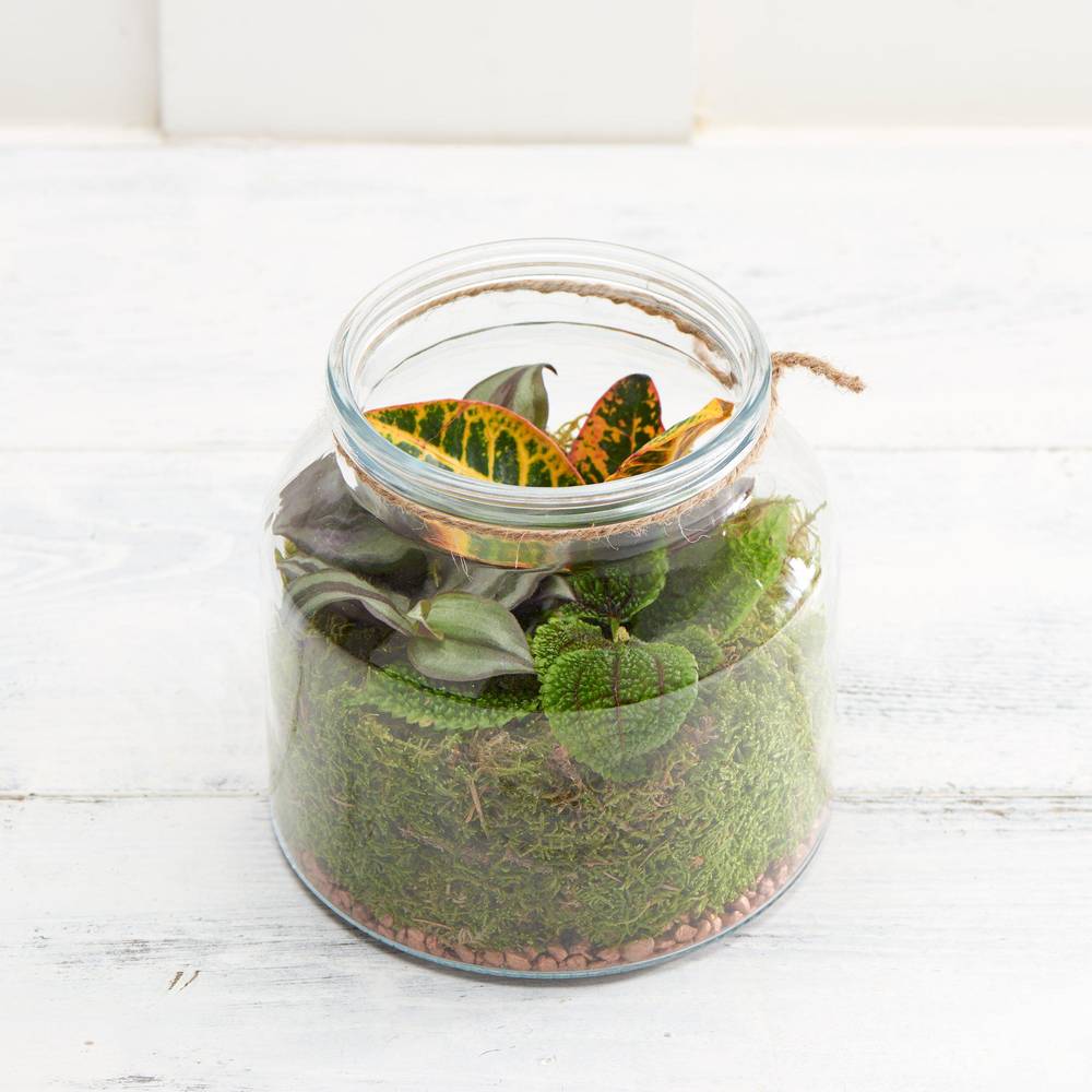 Foliage Terrarium Plant