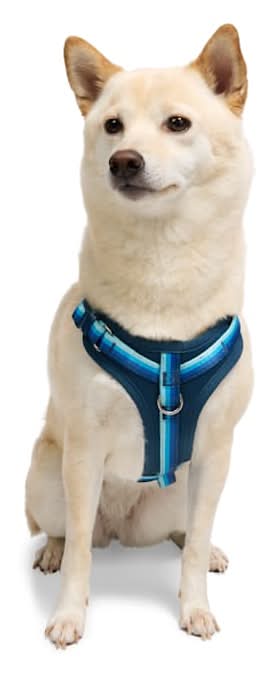 YOULY Comfort Neoprene Dog Harness, Blue, Large