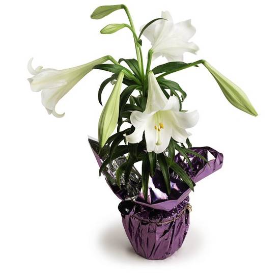 Easter Lily 6 Inch