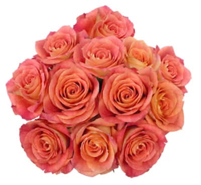 Premium Ecuadorian Red Roses (34.9 lbs)