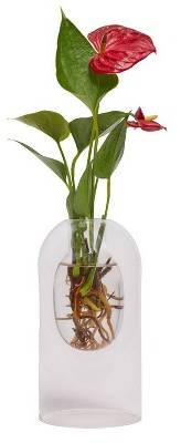 Live 4" Botanist with Anthurium Houseplant