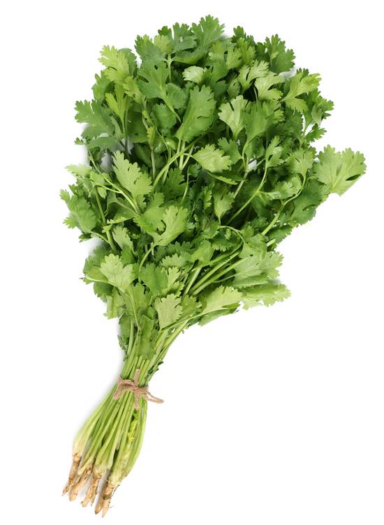Manojo de cilantro