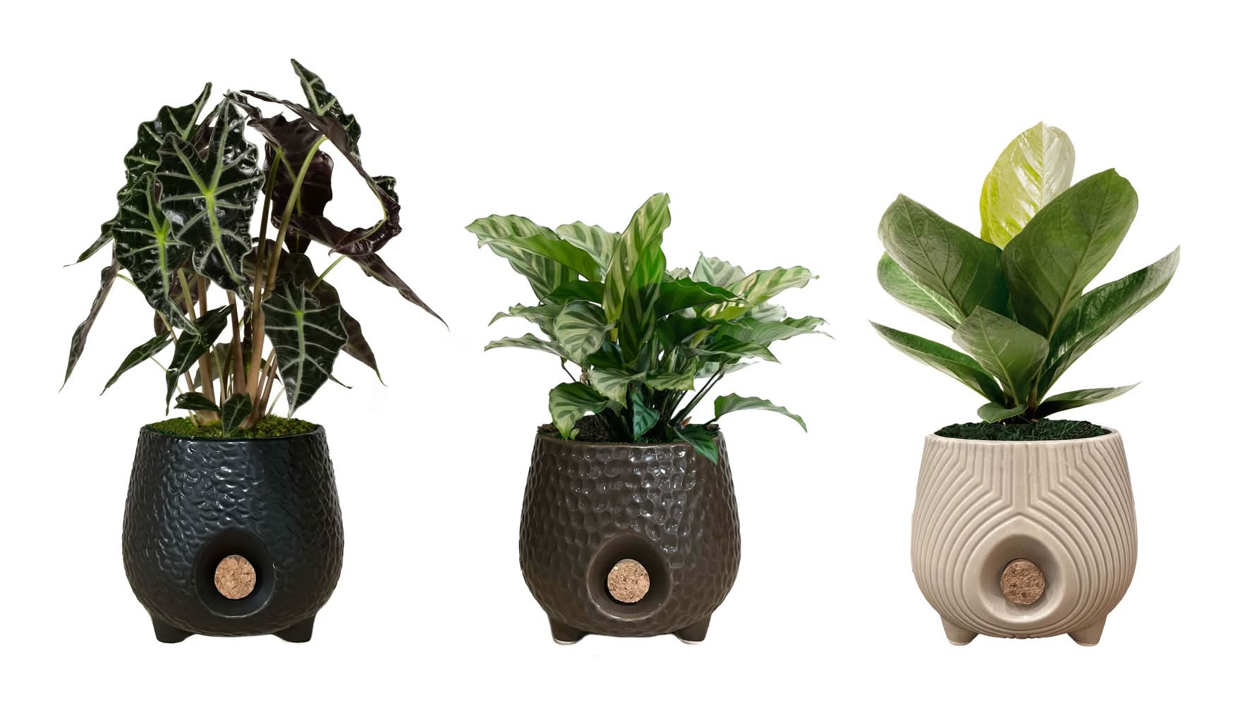 LiveTrends Gaia - Assorted Premium Foliage House plant in 12.00 Ounce(s) Pot 1 -Pack