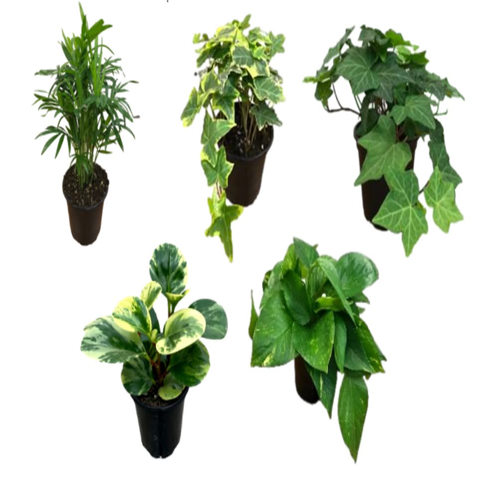 Fresh Live Plant in 4.5 inch Pot