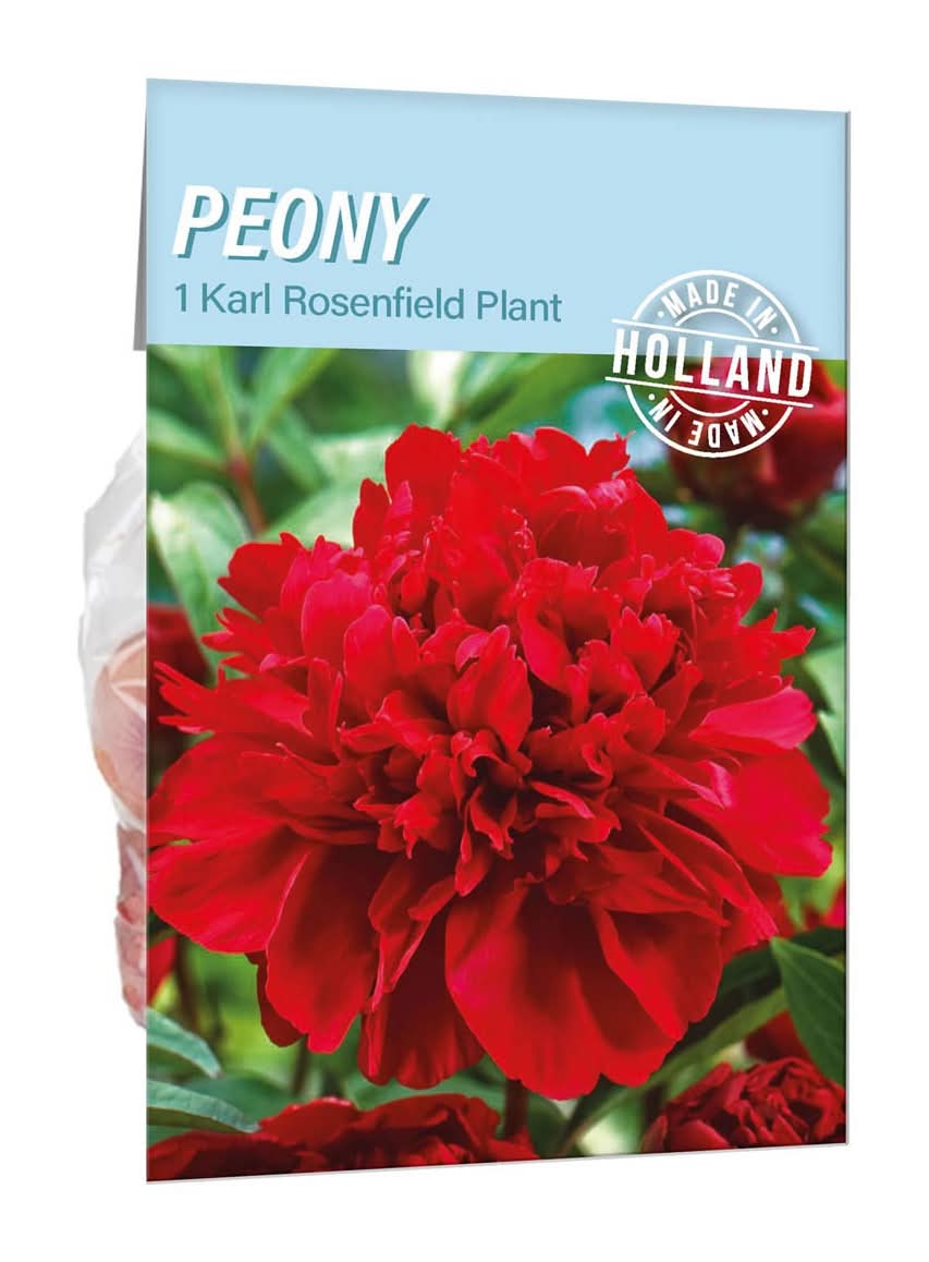 Peony Karl Rosenfield Plant 1 Ct