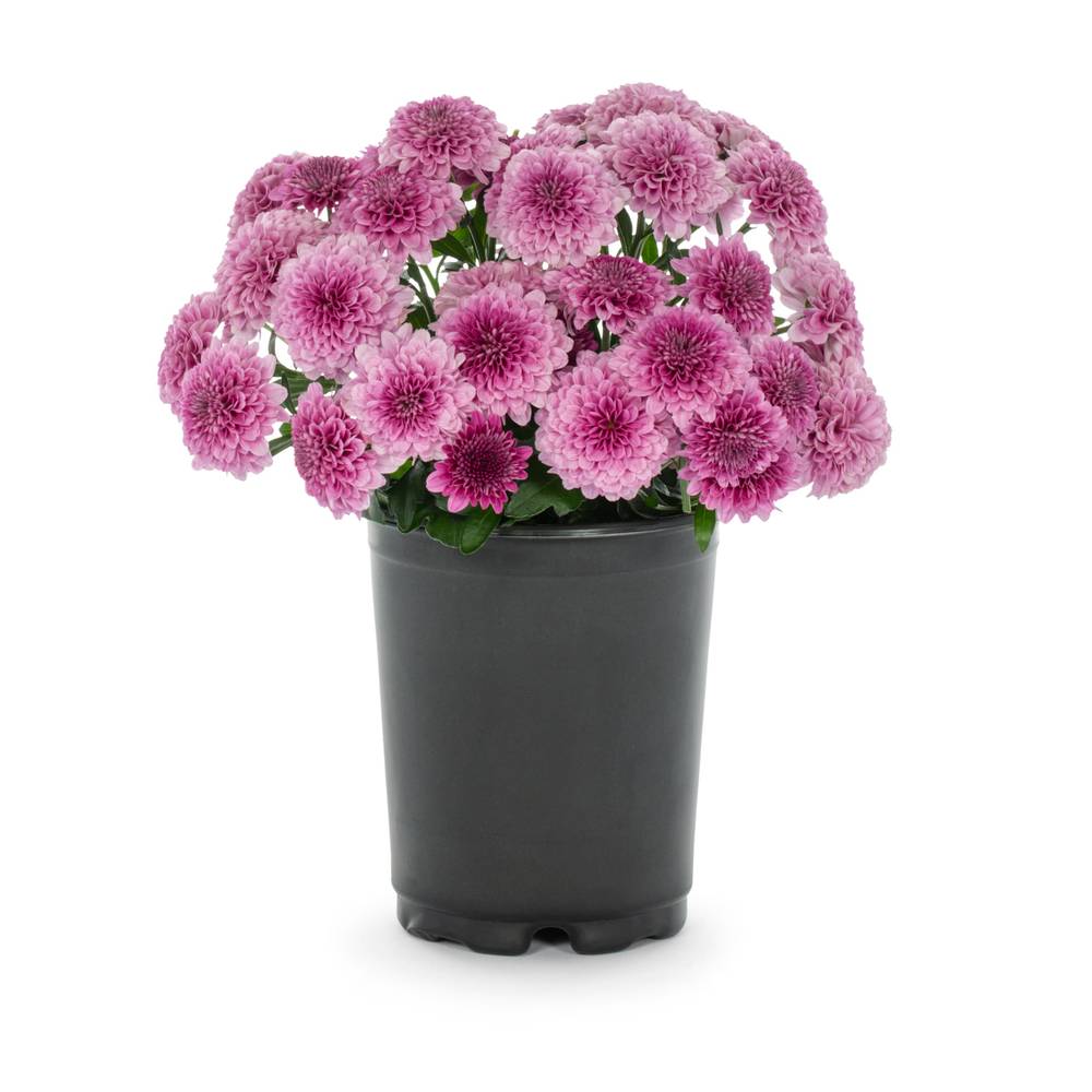 Lowe's Purple Mum in 1-Quart Pot | NURSERY