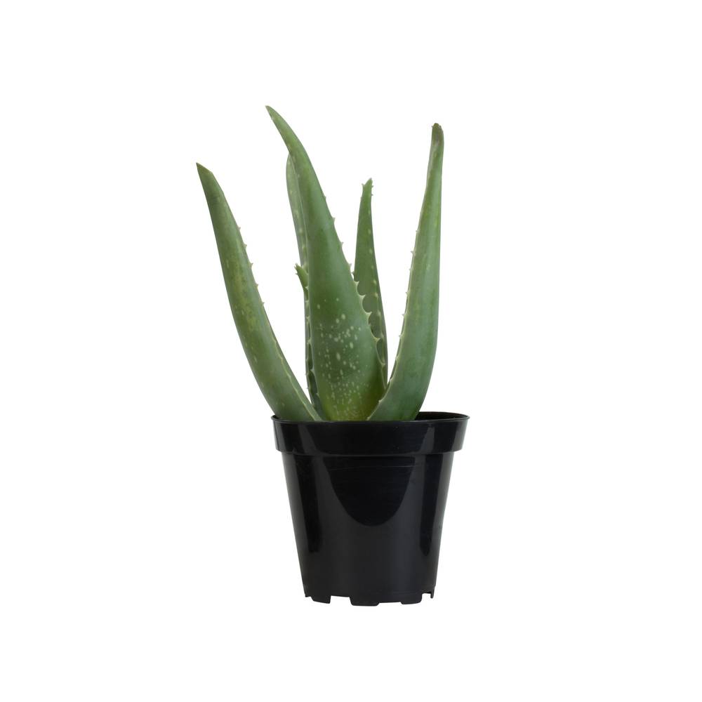 Aloe Vera 3.5 in (ea)