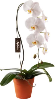 Overjoyed Boutique Orchid Phalaenopsis - 6 Inch (Colors May Vary)