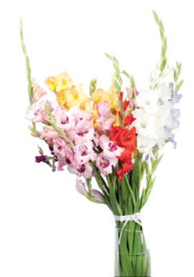 Gladiolus 5 Stem - Each