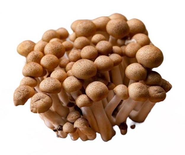 菇菇好有機鴻喜菇150g+-5%/包#743760