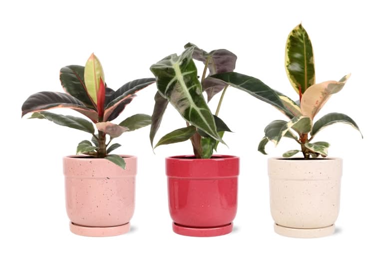 Foliage in Ceramic Pot