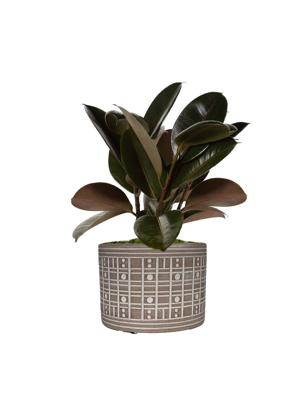 LiveTrends Abacus House Plant in 36-oz Pot | ASB06887