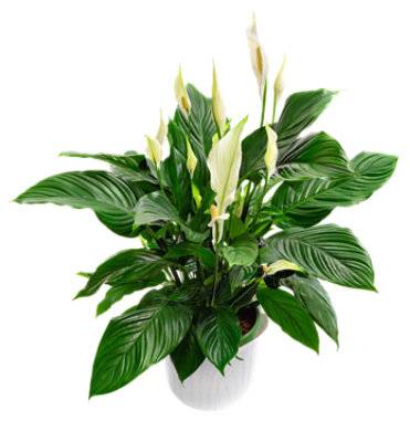 Spathiphyllum 6 in (6 inch)