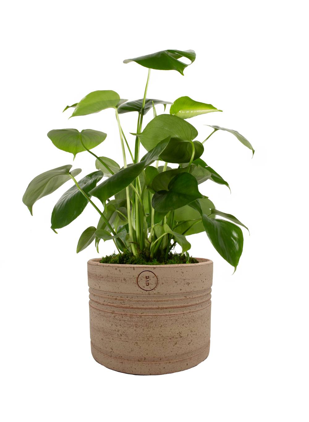 LiveTrends Ashe House Plant in 36-oz Pot | ASB07074