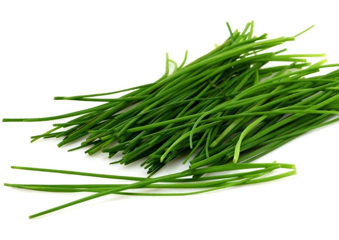 Ciboulette fraîche