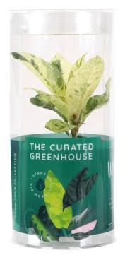 Good Little Garden Live the Curated Greenhouse Foliage Plant