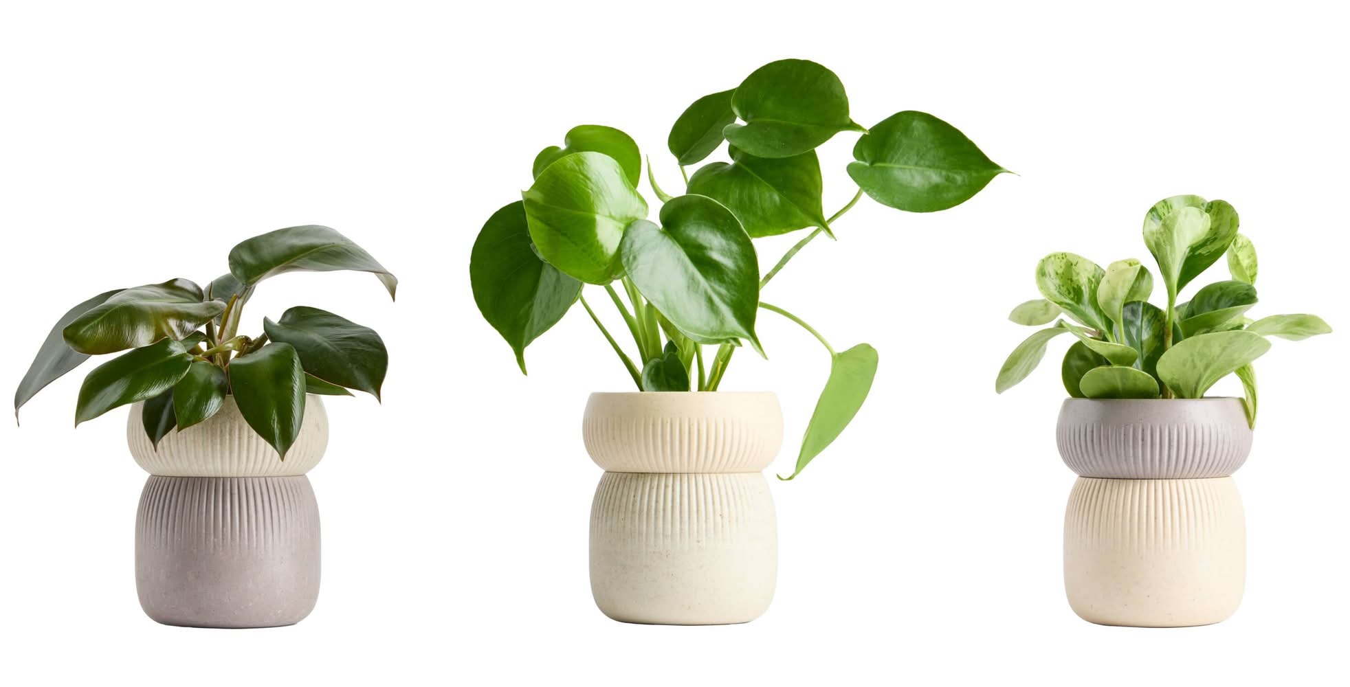 LiveTrends Wellington Foliage House Plant 36 oz Delivery Near Me | Order  Online | Uber Eats