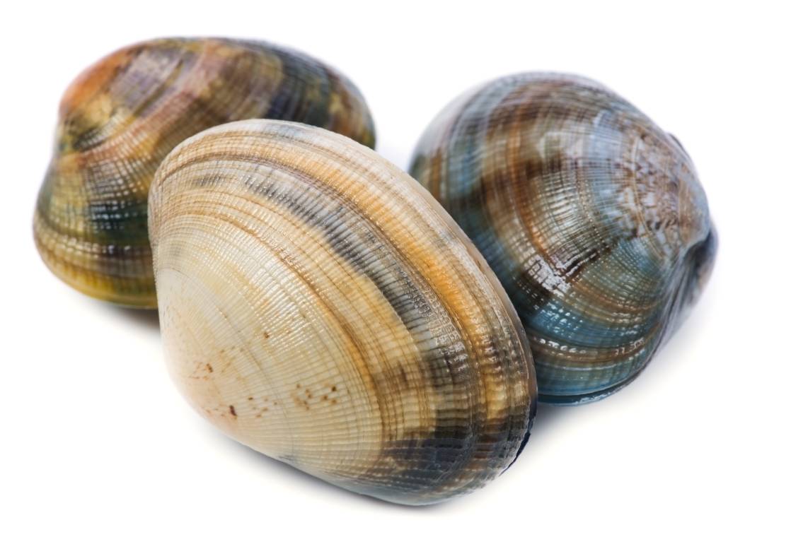 Live Clams - Manila - 5 lbs