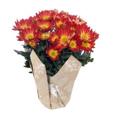 Spritz Live 6" Potted Pelee Mum Plant In Kraft Wrap