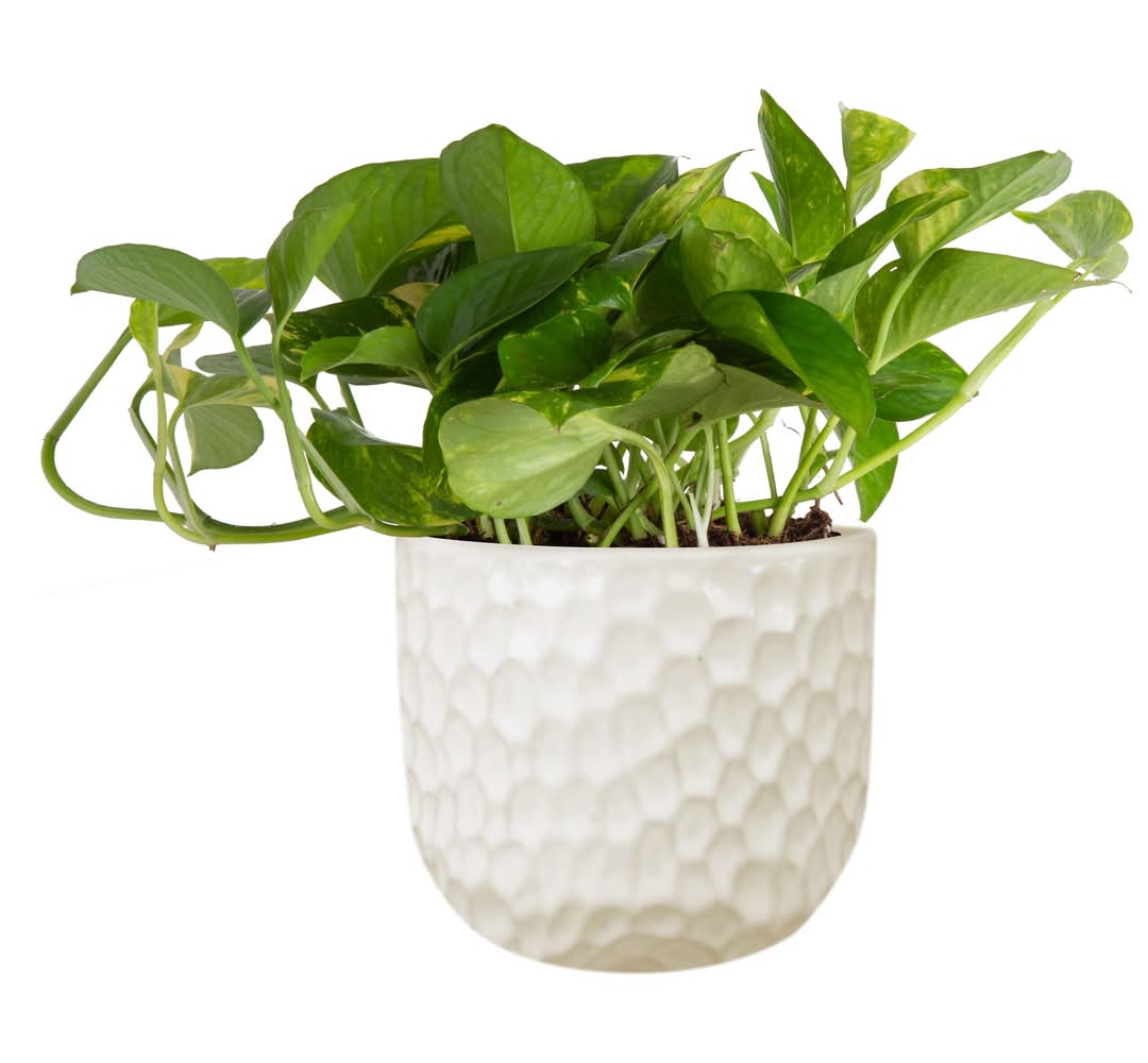 buy zz plant online india ZZ Plant