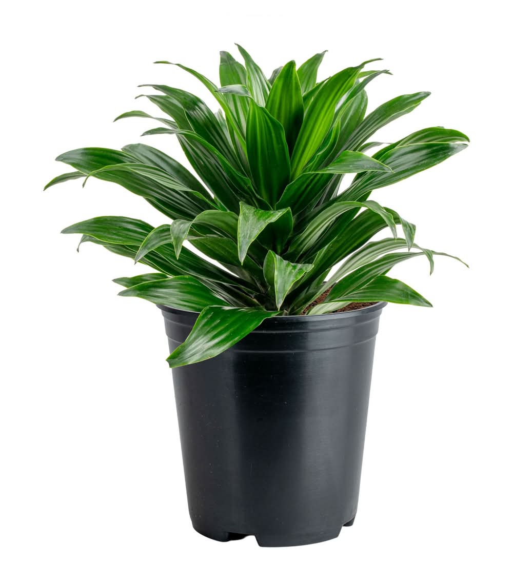Costa Farms Dracaena House Plant