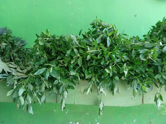 Green Plant Vegetable Market  - Boralasgamuwa