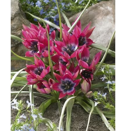 Tasc Tulip ‘Little Beauty’ Perennial Flower Bulb