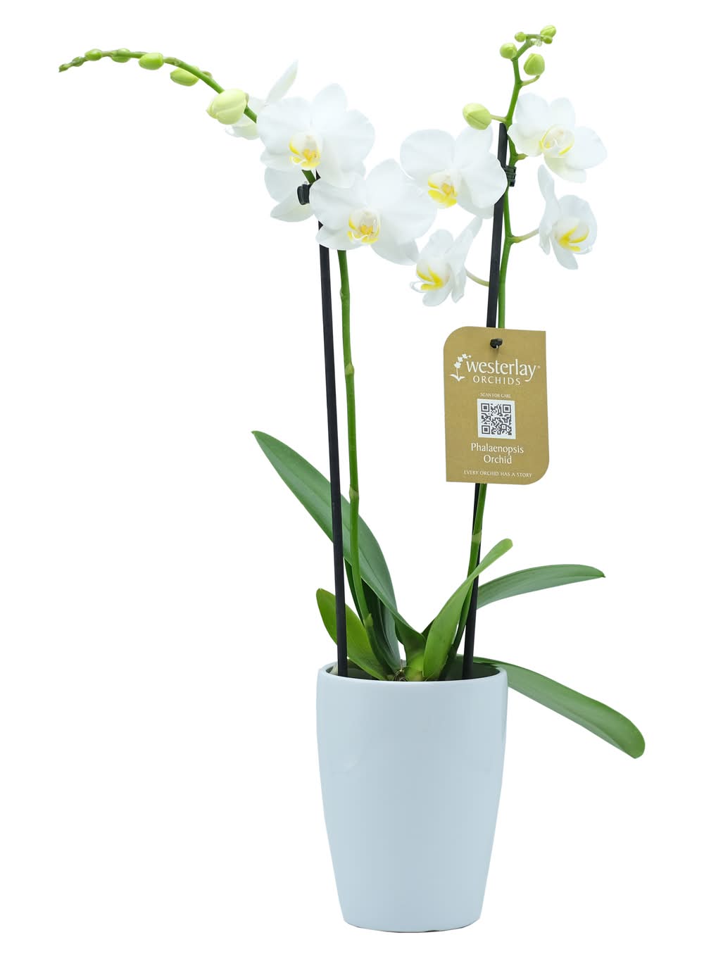 Westerlay Phalaenopsis Orchids, 3 in, White