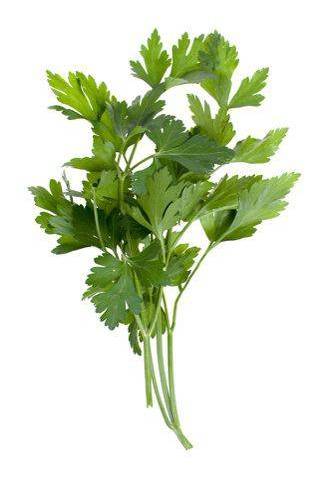 Cilantro Bunch