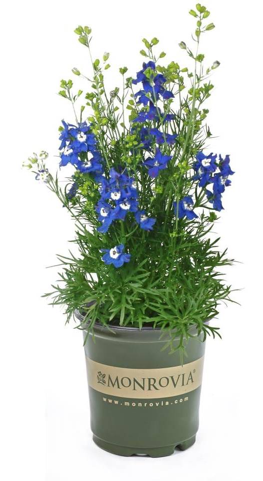 Monrovia Multicolor Delphinium Plant in 2.5 -Quart Pot 1.0 -Pack | NURSERY