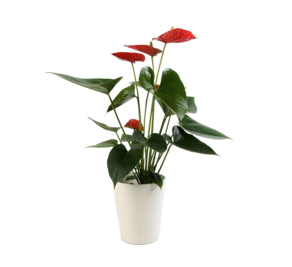 Lowe's Multicolor Anthurium House Plant in 14-oz Pot | 1QTAGRPLT