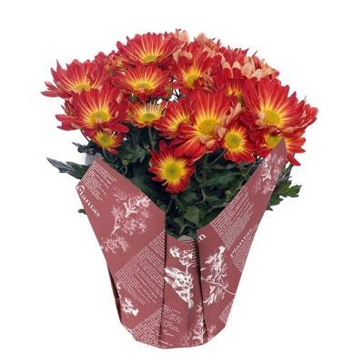 Spritz Live Potted Pelee Mum Plant In Wrap (Multicolor)