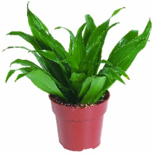 Assorted Small Houseplant