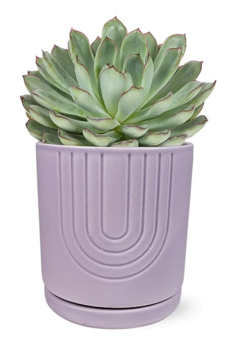 Mother's Day Fresh Succulent in 5 inch Ceramic Container