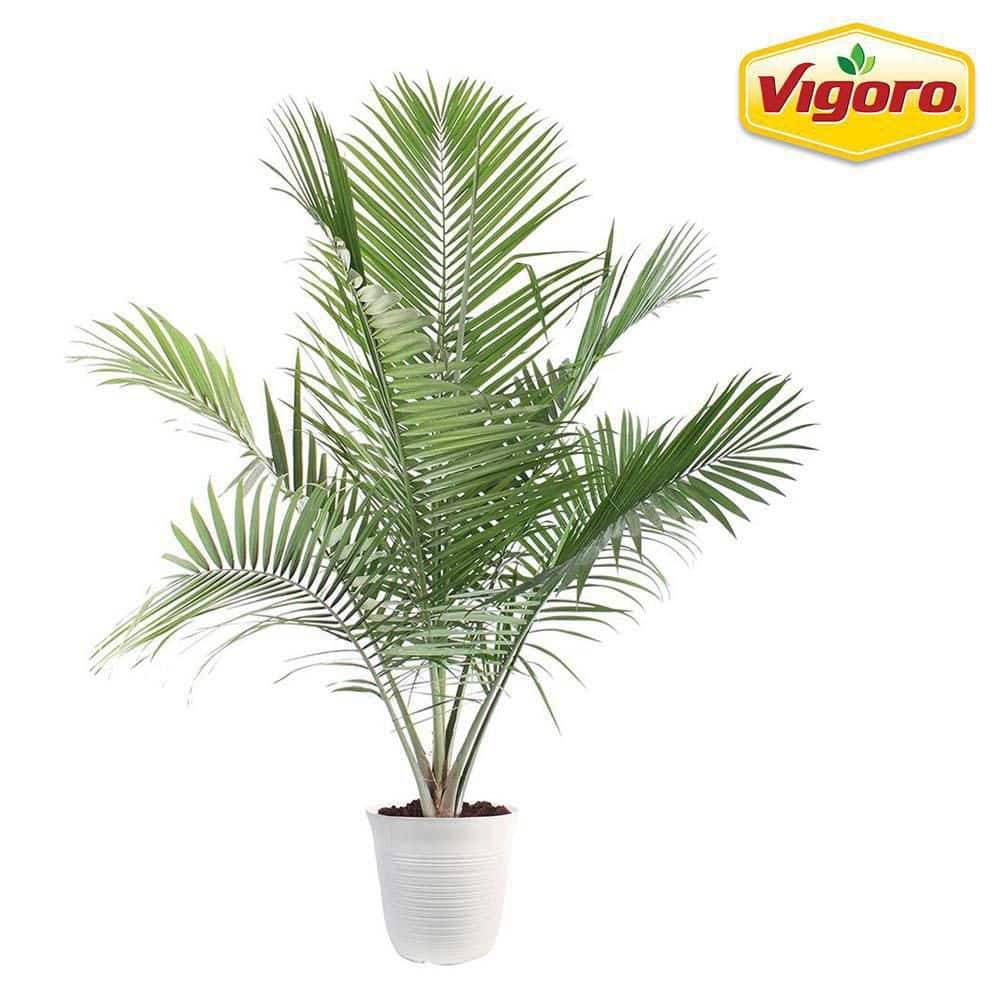 Vigoro Ravenea Majesty Palm Plant In White Plastic Deco Pot (13 in)