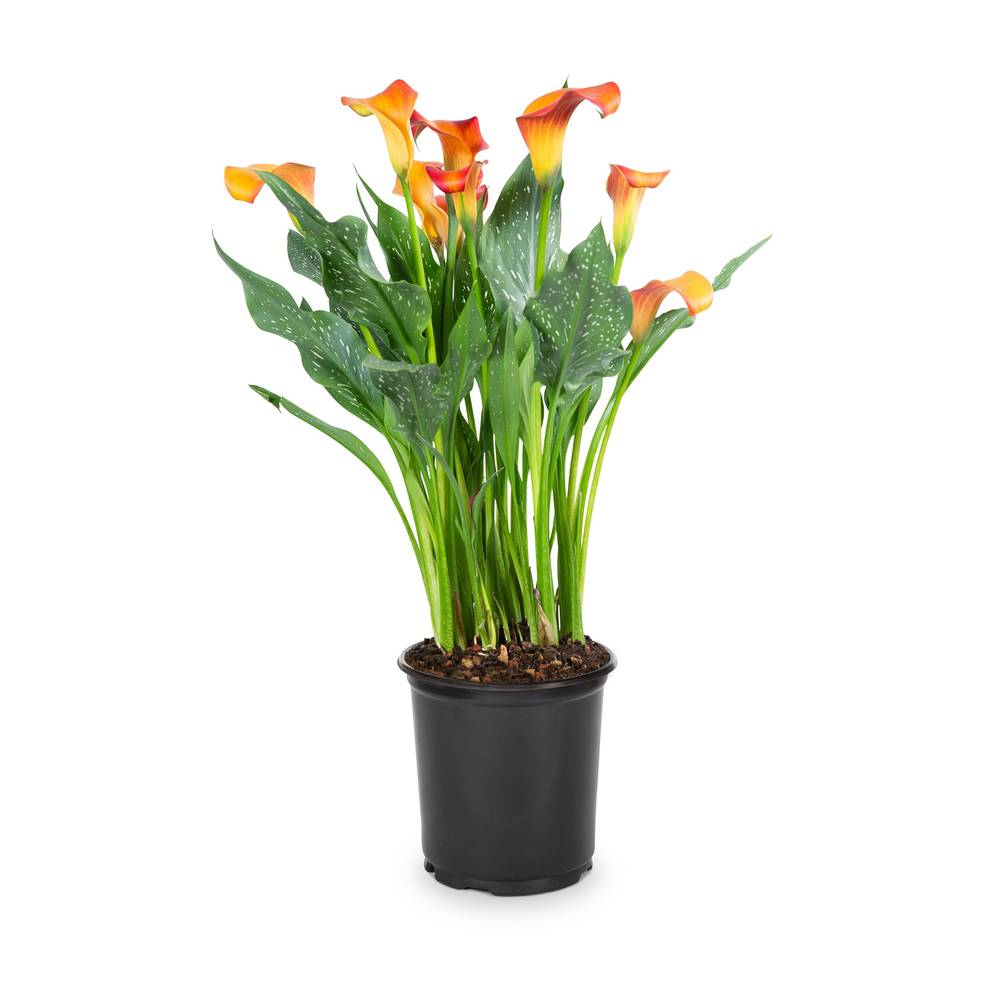 Lowe's Multicolor Calla Lily Plant in 2.5-Quart Pot | NURSERY