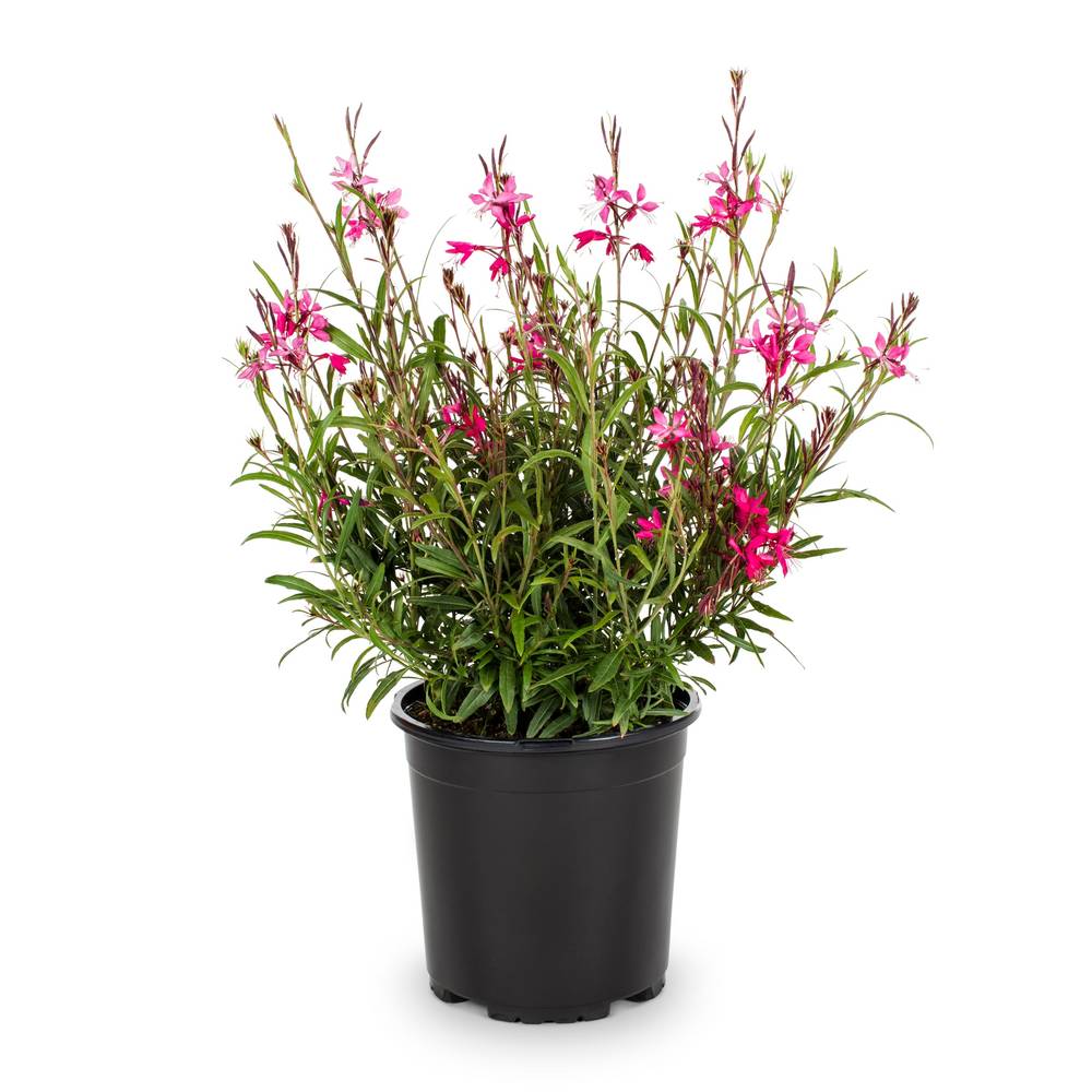 Lowe's Bee Blossom Plant in 2.5-Quart | 131683